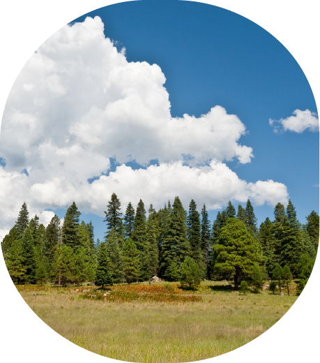 Green land in Greer, Arizona.