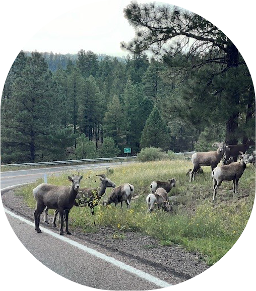 Big horn sheep on side of road in Greer.